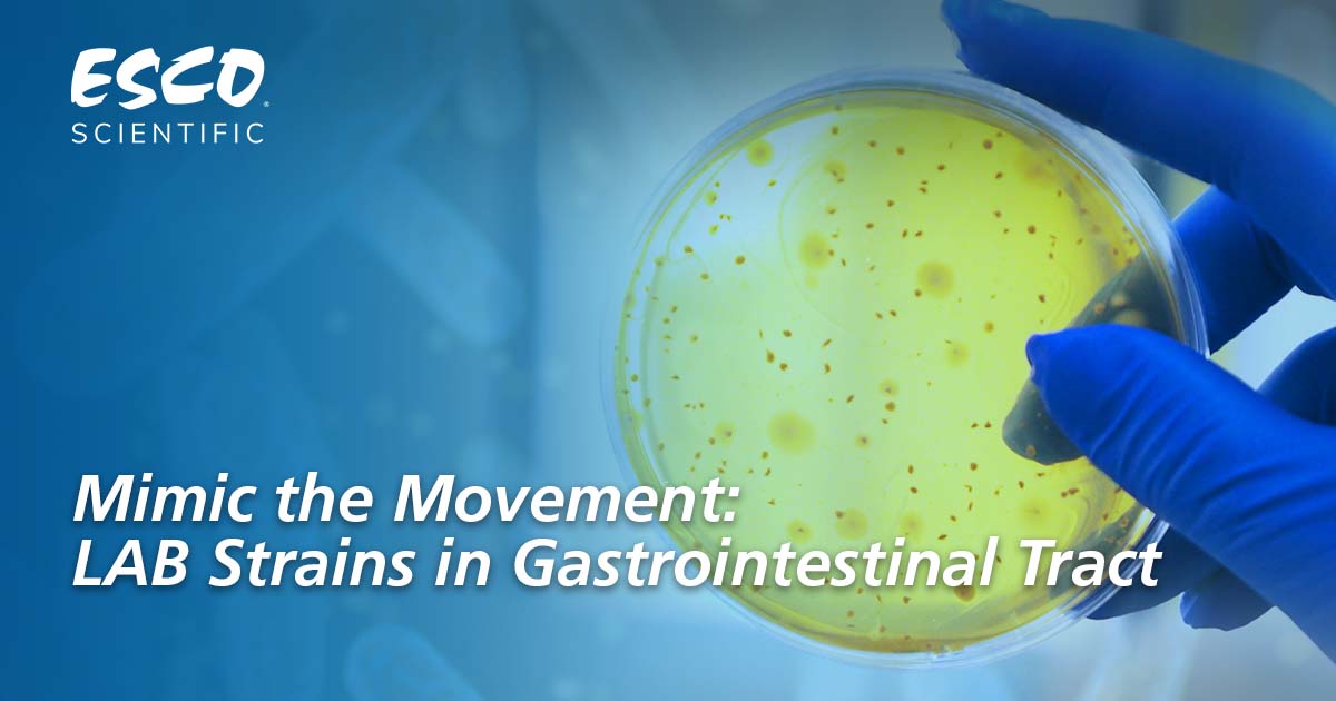 Mimic the Movement: LAB Strains in Gastrointestinal Tract